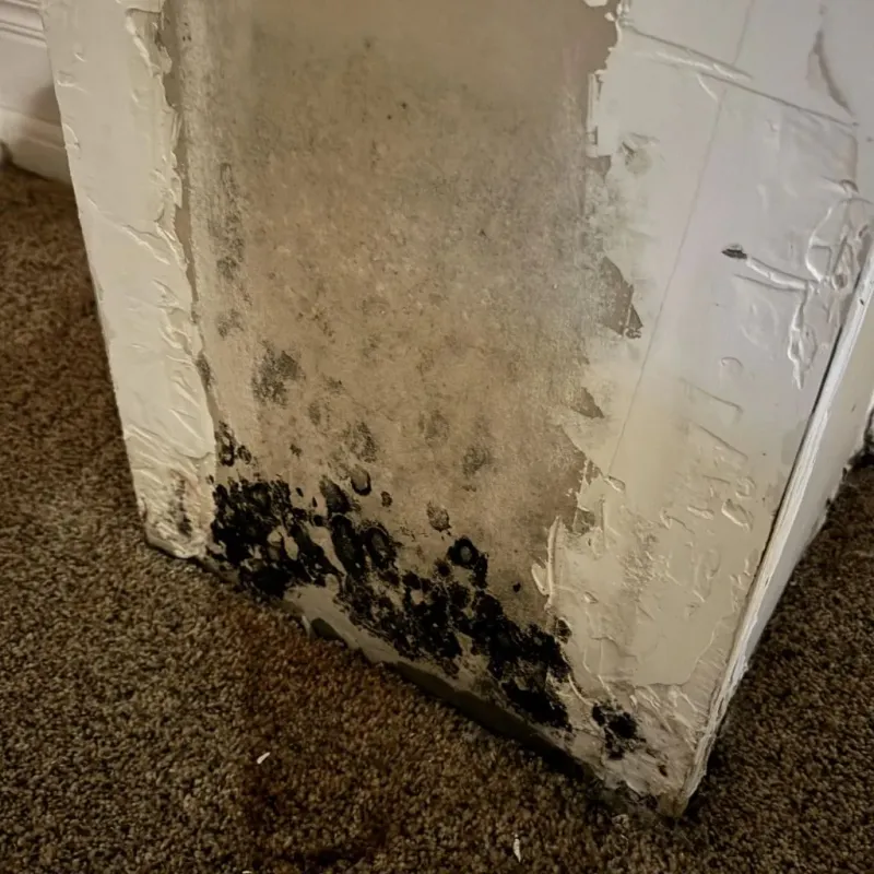 Professional Mold Removal in Powhatan County, VA